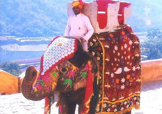 Amer Elephant Safari